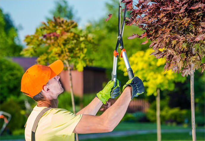 Tree Removal Adelaide | Stump Removal, Lopping, Pruning & Cutting