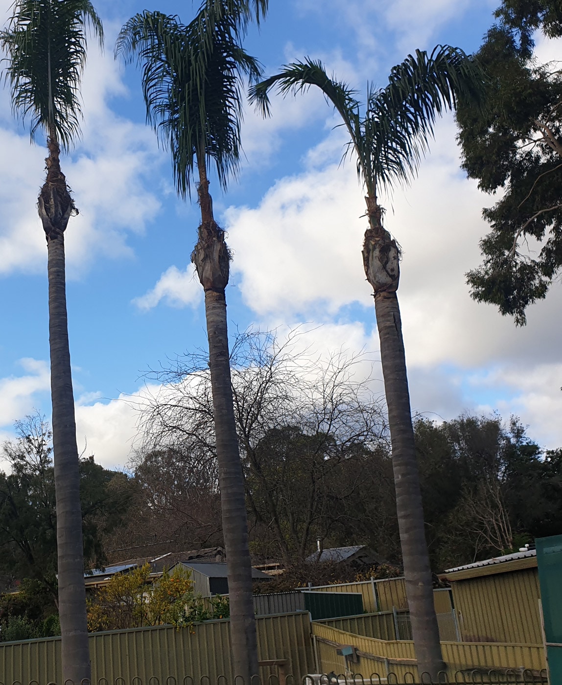 Palm Tree Removal Adelaide | SA Tree Recyclers