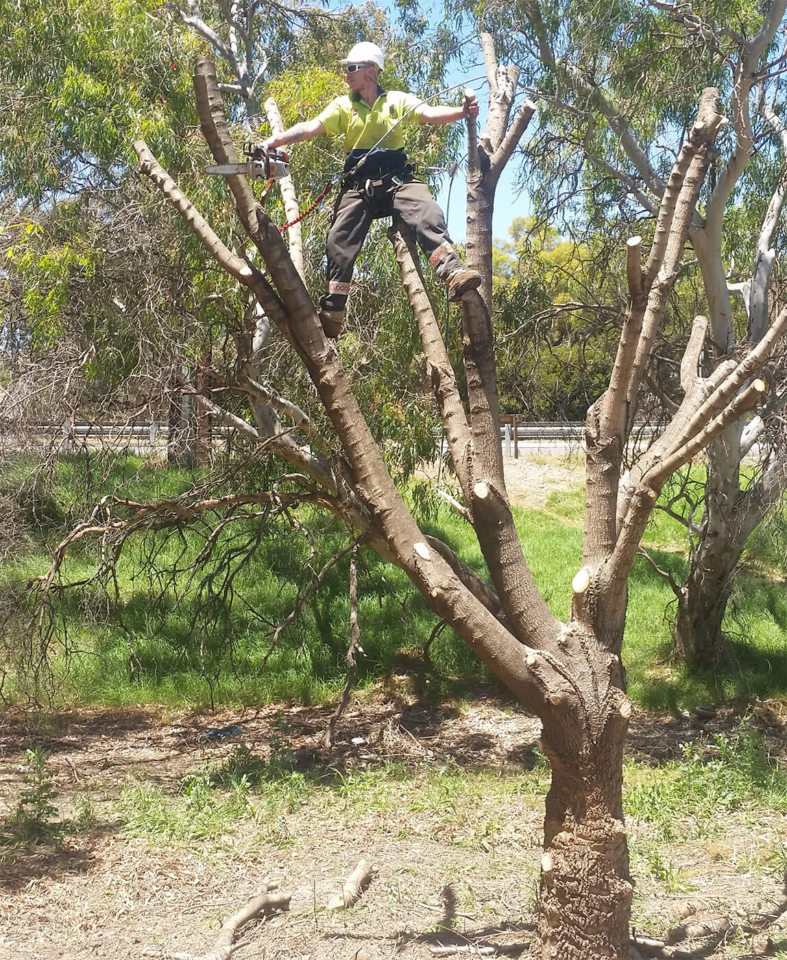 Tree Pruning Adelaide | Tree Trimming & Cutting Adelaide | Tree Lopping