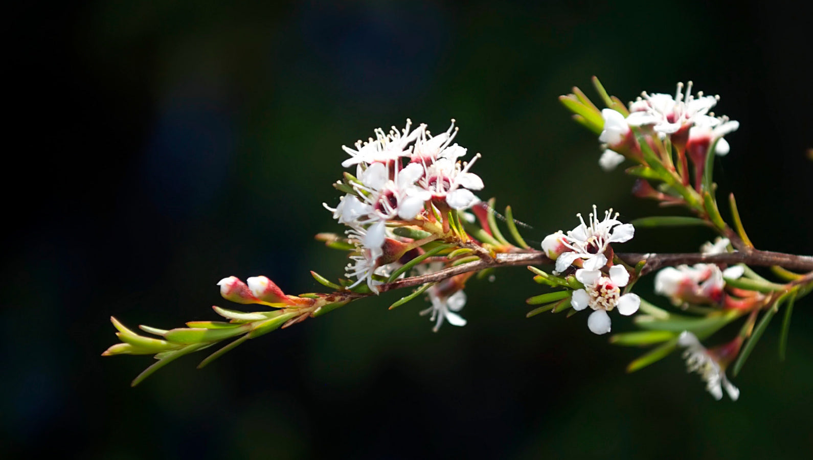 Mānuka, Kānuka and Tea Tree: What’s the difference? – Absolute Essential