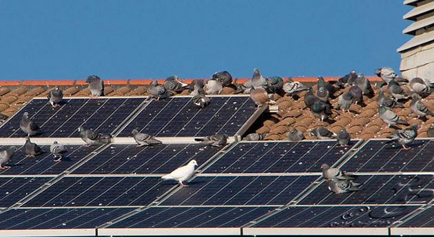 Why Is Pigeon-Proofing Important In London? – DS Solar Maintenance