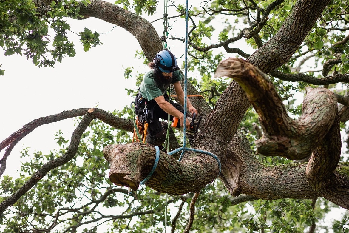 How Much Does Tree Removal Adelaide Cost?