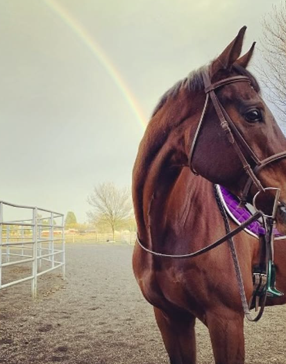 Choosing the Right Horse Farms Northern California for Your Riding Needs | by Emerald Hills Ranch | Apr, 2025 | Medium
