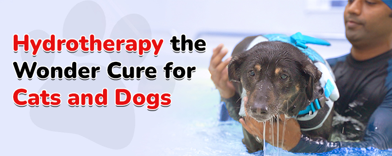 Hydrotherapy For Dogs | Hydrotherapy For Cats | CGS Hospital