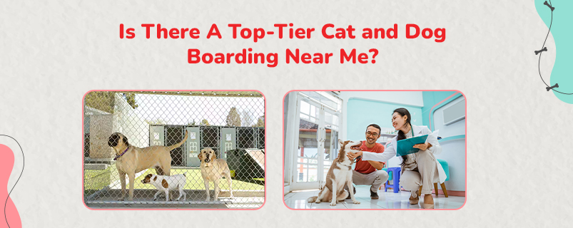 Dog Boarding Near Me | Pet Boarding Near Me | Cat Boarding Near Me
